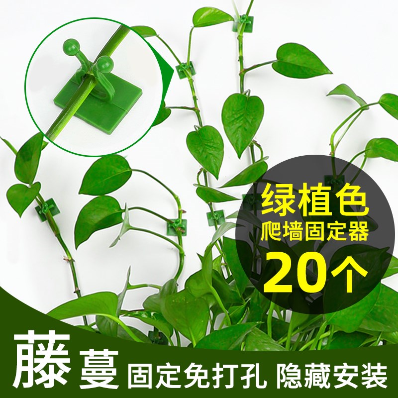 绿箩爬上神器爬墙上绿萝固定器绿植卡绿萝挂钩X强力粘爬藤杆