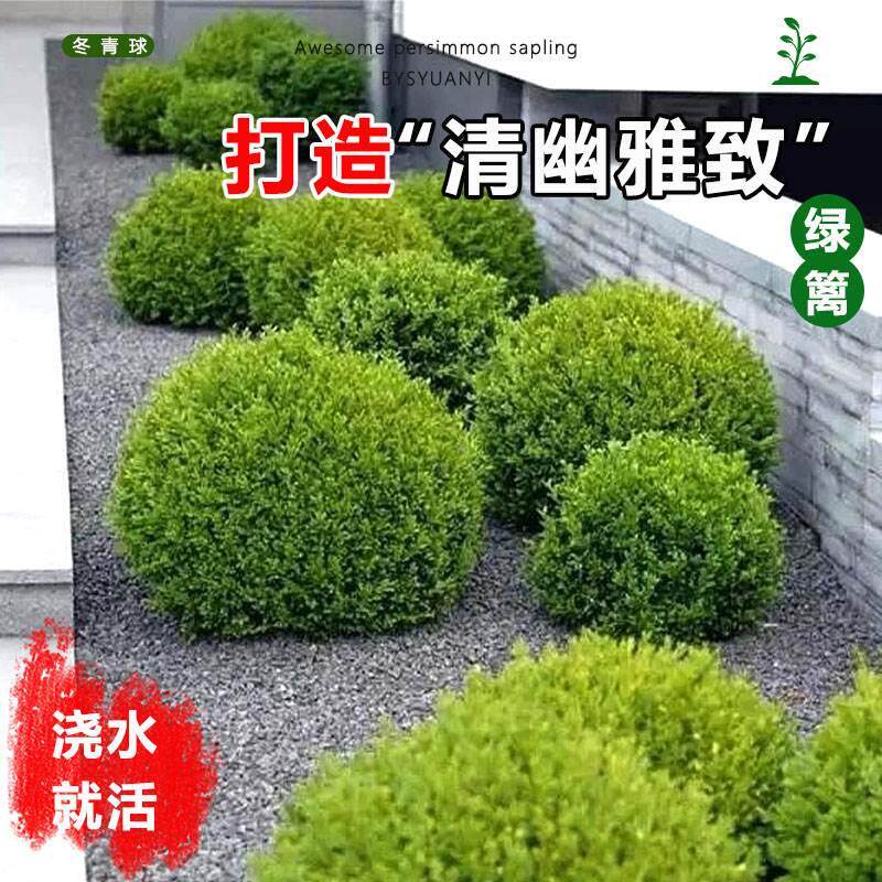 龟甲冬青树苗齿叶冬青球小叶冬青球四季常青庭院绿化景观造型耐寒
