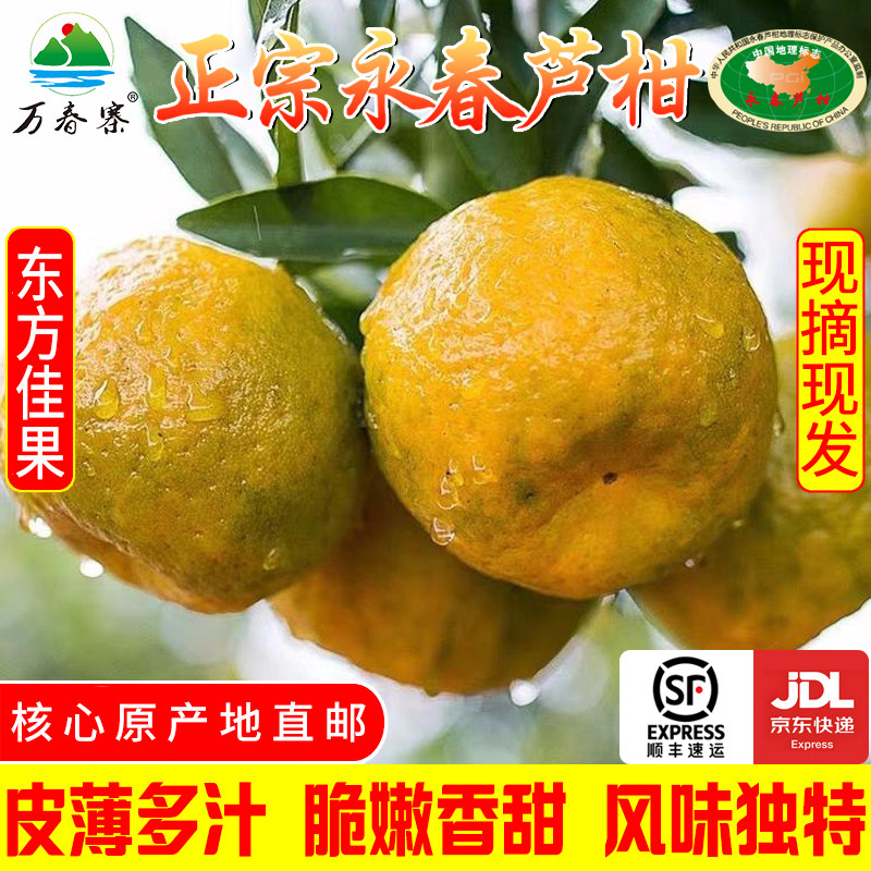 万春寨正宗永春芦柑精选大果10斤装果园直销柑橘桔子当季新鲜水果