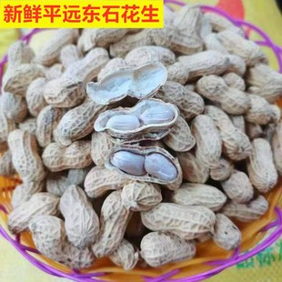 新鲜平远纯日晒东石花生水煮带壳原味散装零食梅州客家特产不上火