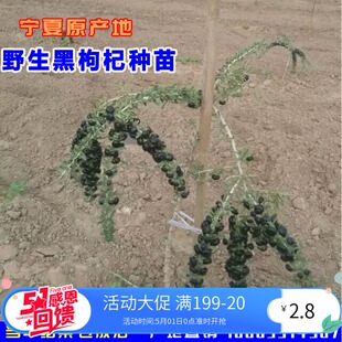 黑枸杞苗树苗宁夏野生黑枸杞树苗当年结果黑枸杞盆栽地栽黑枸杞苗