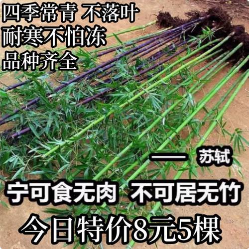 竹子苗庭院四季常青植物耐寒室内盆栽早园竹紫竹苗金镶玉竹青竹苗