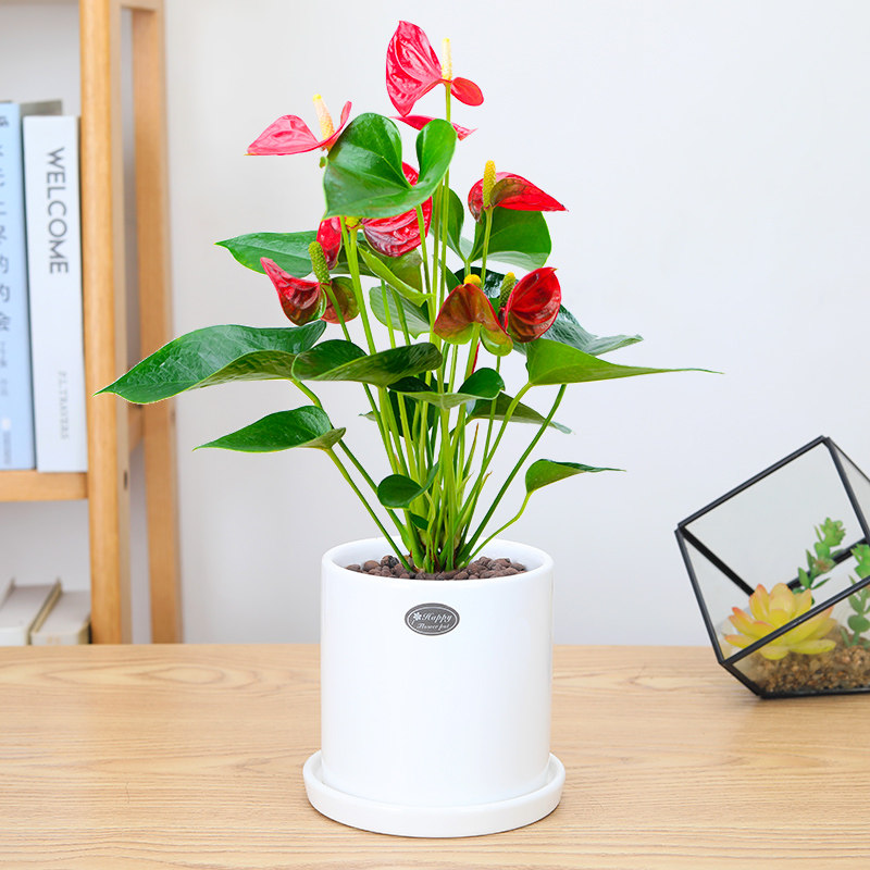红掌鸿运当头盆栽四季开花办公桌面花卉室内客厅办公室绿植