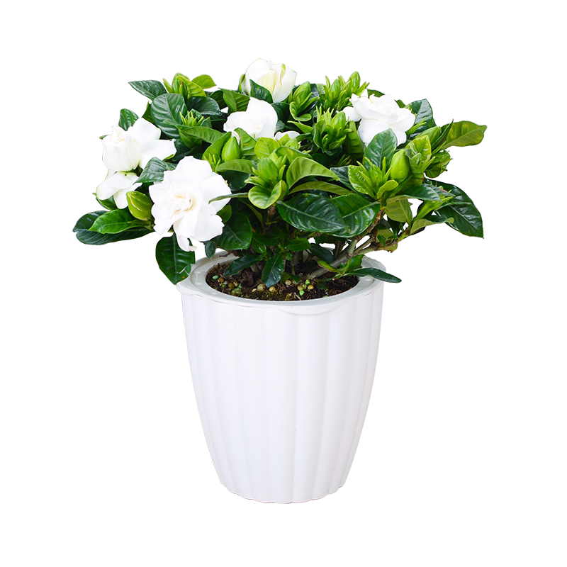 栀子花盆栽家居四季植物室内好养