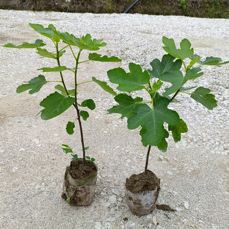 无花果苗盆栽果树苗波姬红带叶带土贵州发货当年结果苗