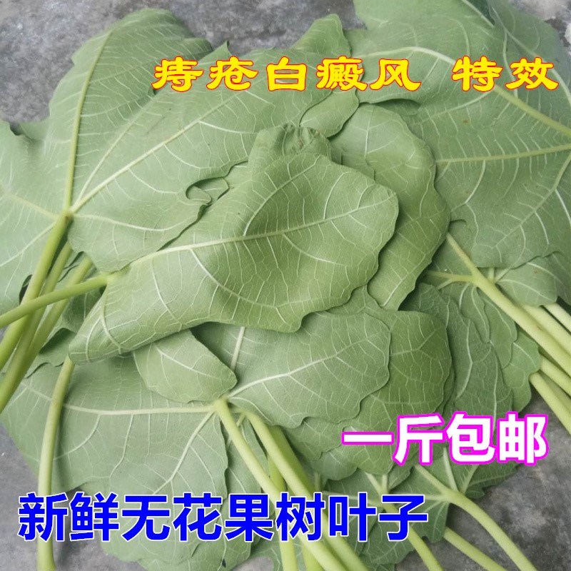 无花果叶子药用新鲜500g包邮树根10月18日最新优惠