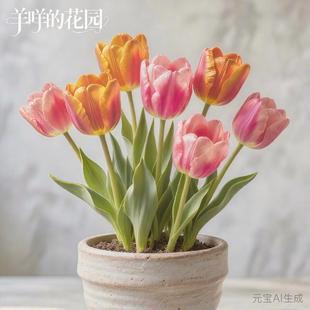 进口郁金香种球自然球荷兰球水培土培盆栽地栽羊咩 花园