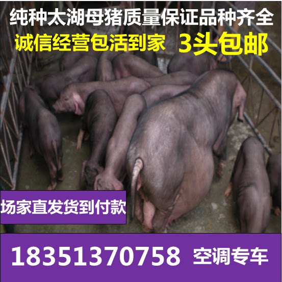 纯种太湖母猪梅山苏太母猪二元长白大约克杜洛克母猪种猪活体包邮