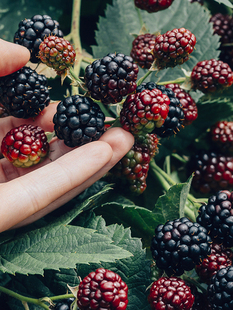 【黑莓与月桂叶】CANDLEWORKS香薰精油蜡烛DIY材料蜡烛香精1组