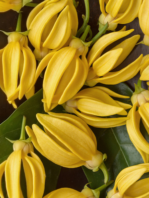 【依兰之水】CANDLEWORKS香精油