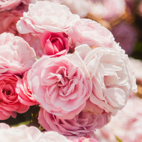 大马士革玫瑰DamaskRose精油