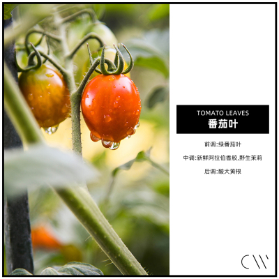 番茄叶CANDLEWORKS香薰精油
