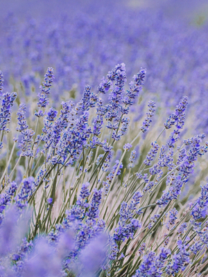 【法国薰衣草】CANDLEWORKS精油