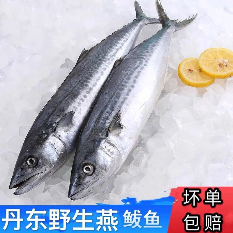 鲅鱼燕鲅马鲛鱼深海野生鱼冷冻5斤4-5条包邮