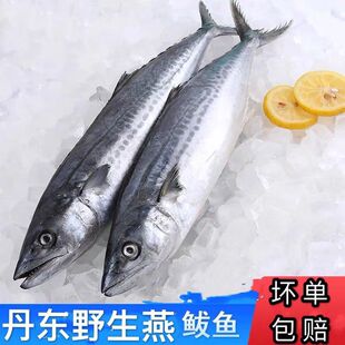 鲅鱼燕鲅马鲛鱼深海野生鱼冷冻5斤4-5条包邮