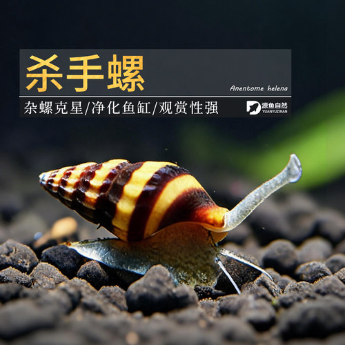 杀手螺除杂螺除藻吃涡虫观赏苹果螺黑金刚螺刺客大黄蜂螺好养耐活