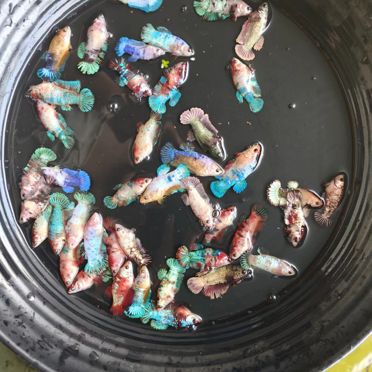 泰国斗鱼成体母糖果大耳半月将军混合泰国母鱼多款可混养成鱼母