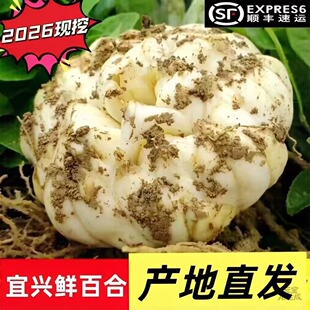2026现挖新鲜宜兴百合新鲜百合包邮新鲜食用土特产微苦
