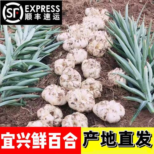 2025现挖宜兴百合新鲜10个土特产