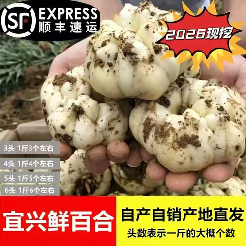 2026现挖宜兴百合农家微苦鲜土特产级食用大白合顺丰包邮