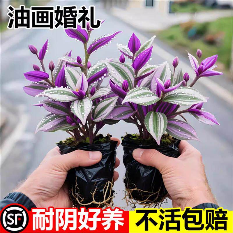 油画婚礼吊兰盆栽超好养观叶植物紫叶吊兰办公室绿植室内花卉厂家