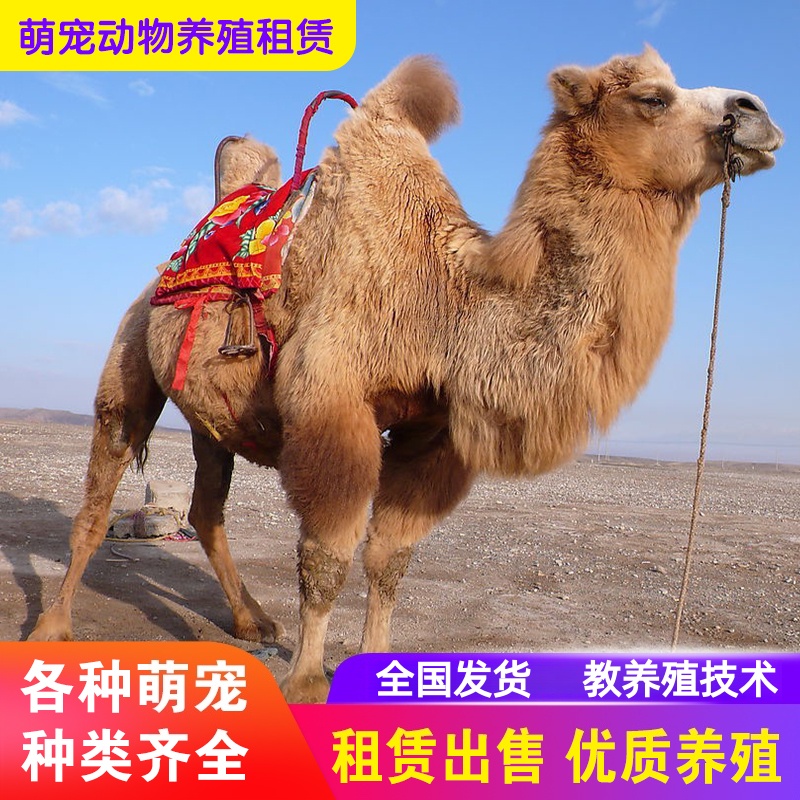 出售租赁骆驼活体观赏萌宠小骆驼幼崽景区骑乘双峰单峰骆驼活物
