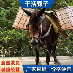 骡子活体出售成年马骡干活驴骡子活苗上山托东西骡子活物
