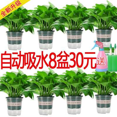 除甲醛 净化空气 绿萝盆栽室内吸甲醛植物绿植长藤大叶垂吊绿箩