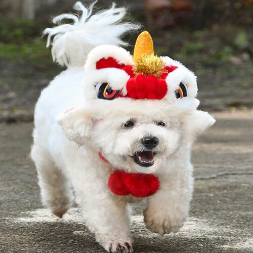 猫狗帽子喜庆宠物新年服饰蛇年帽