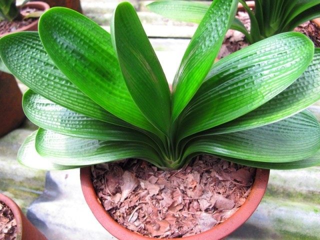 君子兰【龙头短叶粗筋宽短】鞍山产地发货