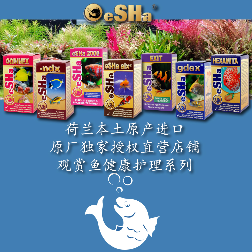 荷兰艾莎2000白点唯一原产授权