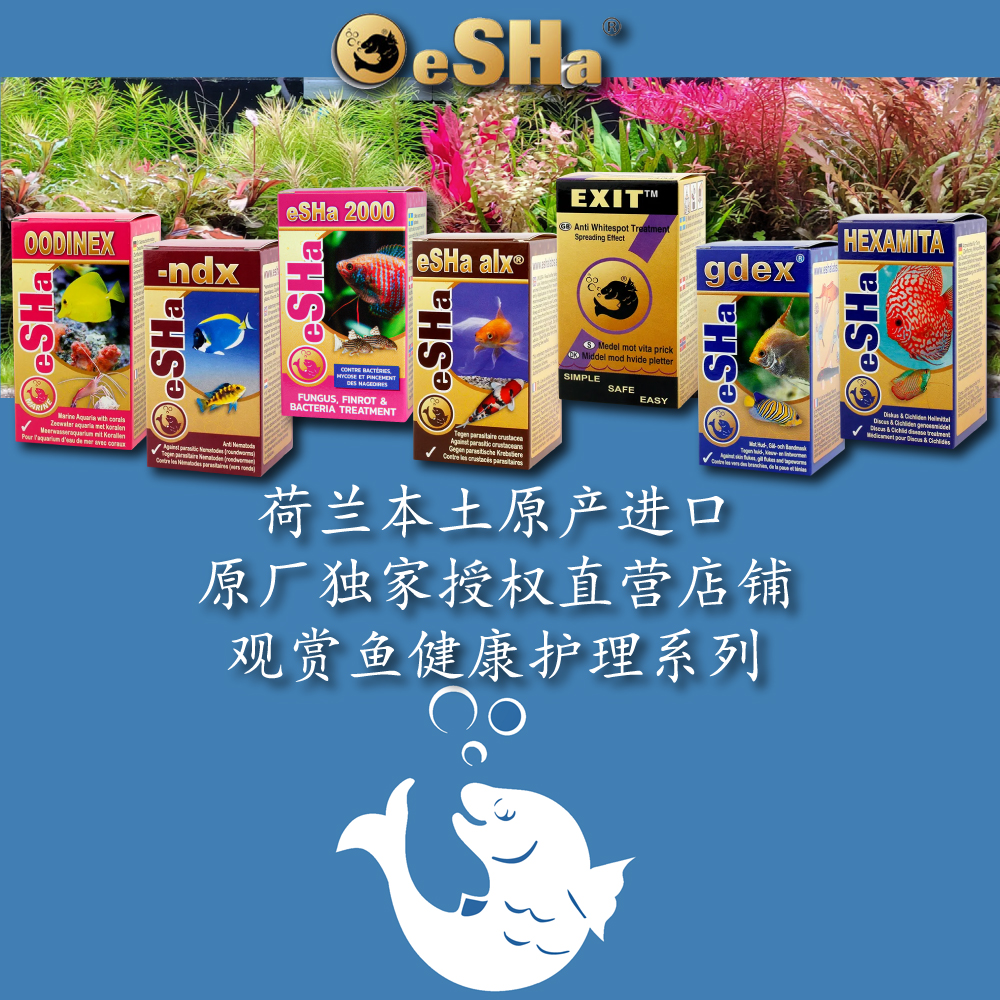 荷兰艾莎2000白点唯一原产授权