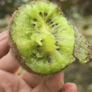陕西周至瑞玉猕猴桃绿心当季水果孕妇小孩可新鲜24枚装包邮