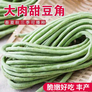 【原厂彩包】大肉糯米白豆角白豇豆上架豆角四季长豆角白玉豆