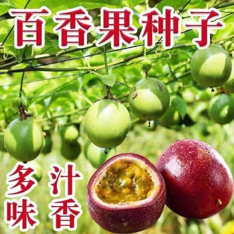 水果之王百香种子耐寒食用