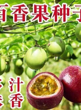 水果之王百香种子耐寒食用