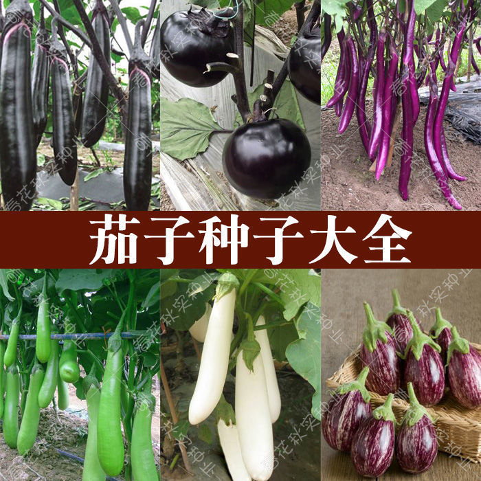 蔬菜种子紫红长茄春季四季田园阳台盆栽茄子籽四季种植瓜