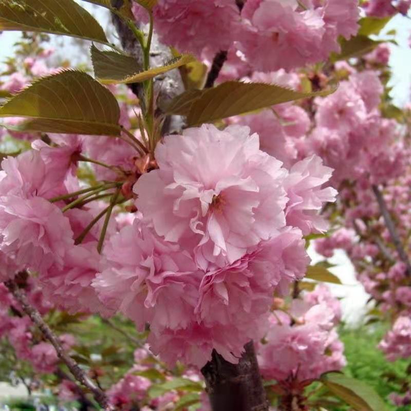 樱花树苗日本樱花苗晚樱当年开花庭院园林植物风景树易活包邮