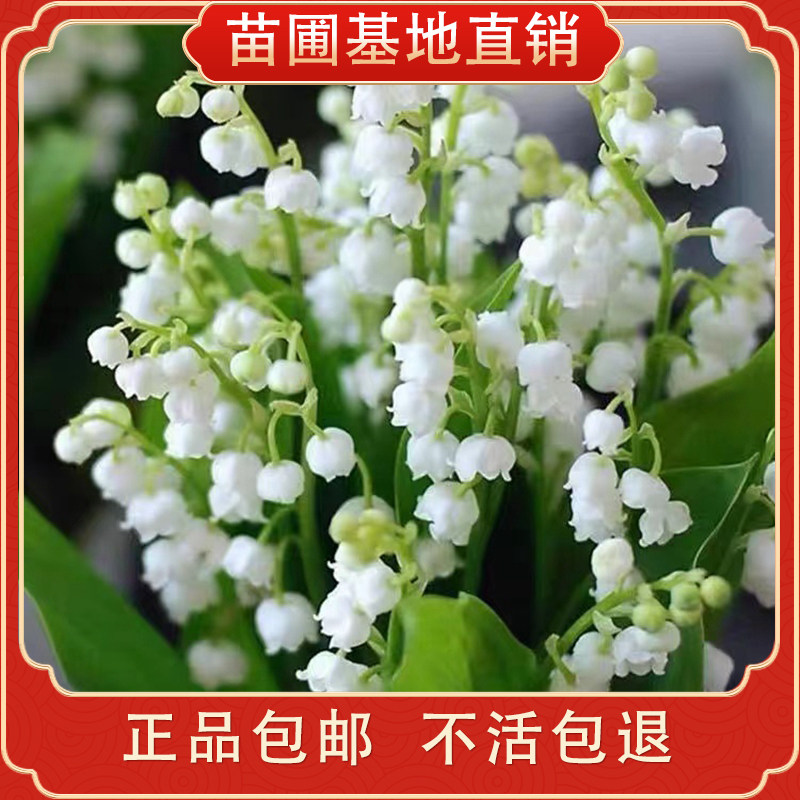 进口铃兰春季开花绿植室内阳台