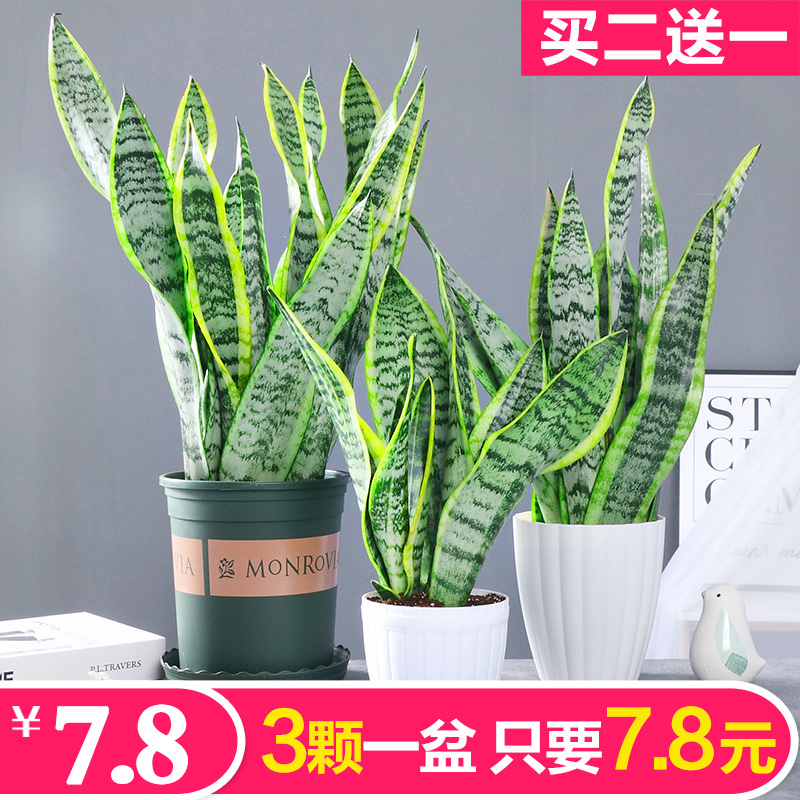金邊虎皮蘭新房吸甲醛多肉植物防輻射室內花卉綠植盆栽高矮虎尾蘭在類目 鮮花速遞/花卉仿真/綠植園藝, 花卉/綠植盆栽（新）, 綠植中 - 來自Buy2taobao.com提供專業的淘寶代購服務