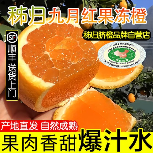 湖北秭归九月红果冻橙子秭归脐橙