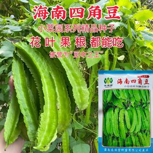 海南四棱豆四角豆种子农家田园春秋季播高产四棱豆杨桃龙豆皇帝豆