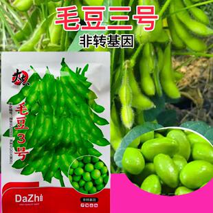 大荚毛豆种子春夏播种菜园盆栽早熟高产矮生毛豆3号蔬菜种籽种孑