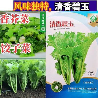 清香碧玉大叶香芥菜种子耐热青菜种籽盆栽四季饺子菜养生蔬菜种子