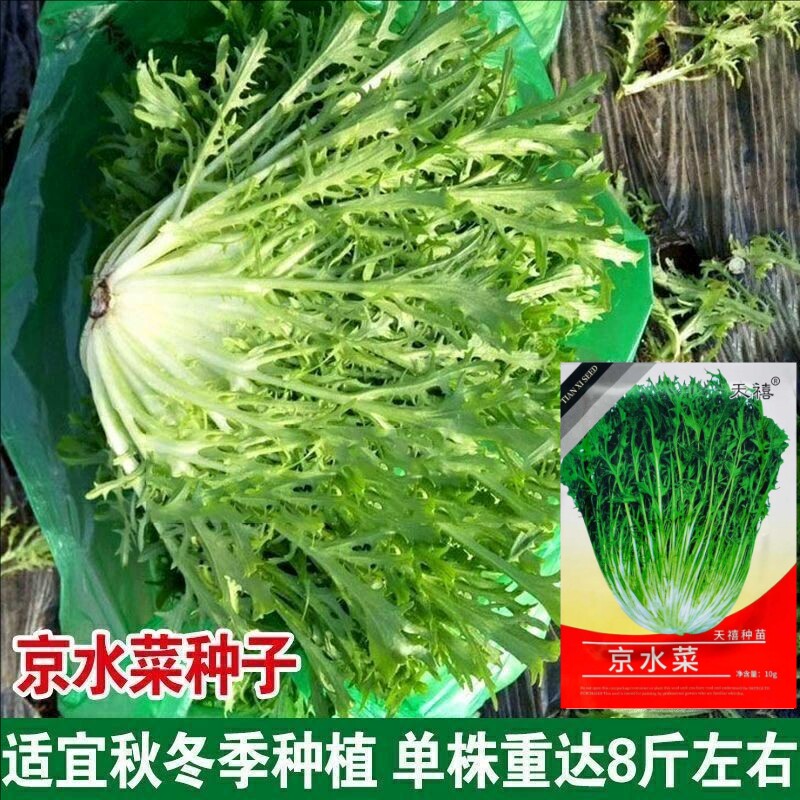 天禧正宗京水菜种子水晶菜种籽耐寒耐热庭院盆栽四季可种蔬菜种子