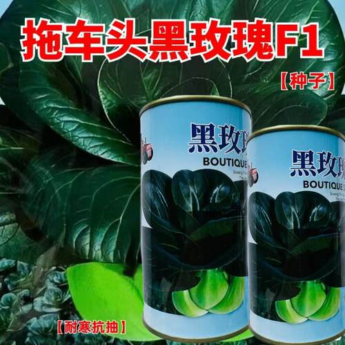 拖车头黑玫瑰F1种子优质矮萁青帮青梗菜种子不结球耐寒苏州青种籽