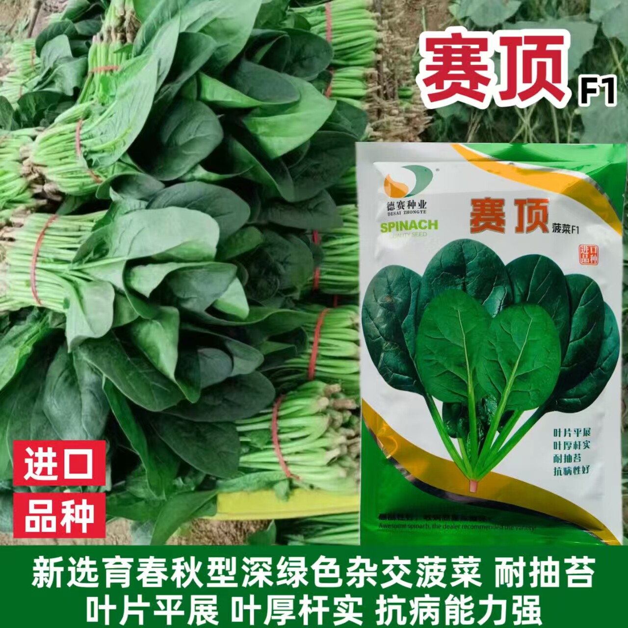 德赛赛顶菠菜种子进口抗霜霉病直立捆扎速生耐寒越冬大叶菠菜种籽