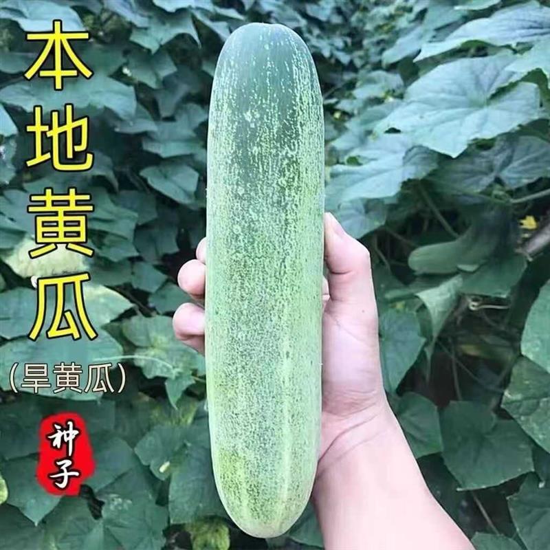 本地黄瓜种子压塌架老品种改良旱黄瓜种籽春秋季农家蔬菜种子大全
