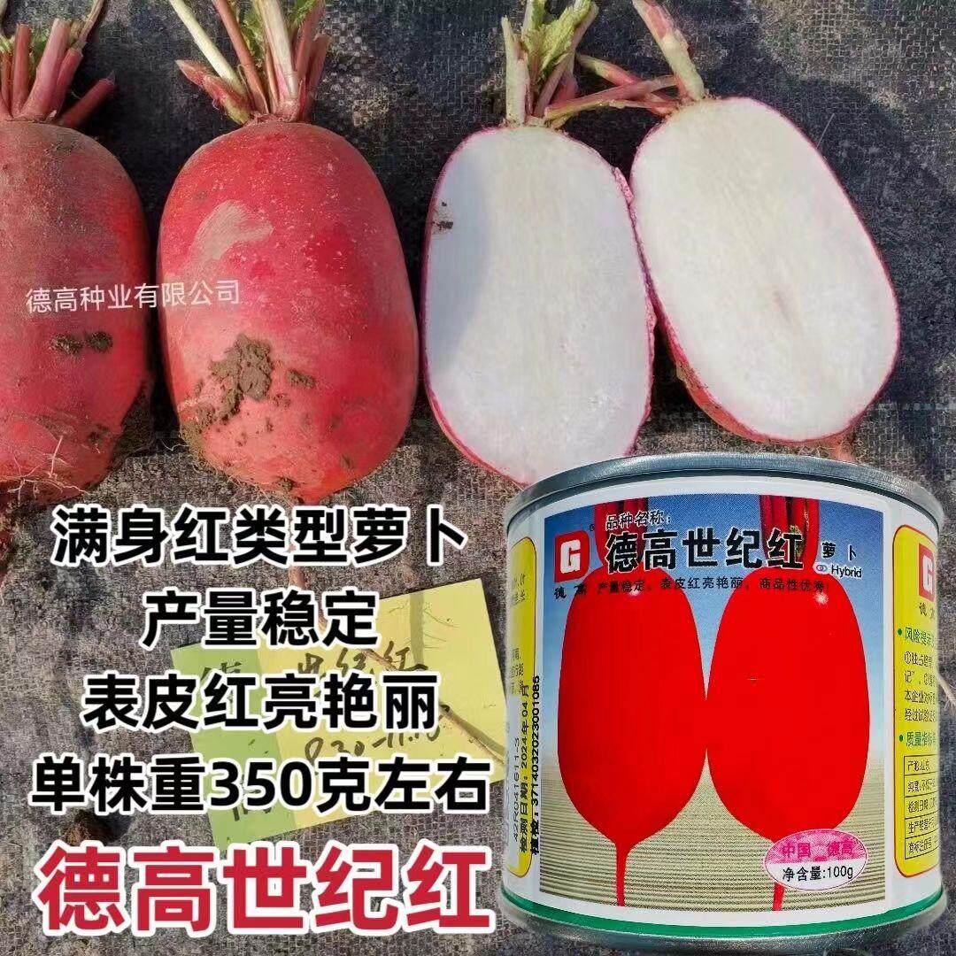 德高世纪红萝卜籽秋季满身红类型萝卜种子红皮萝卜种子板叶萝卜