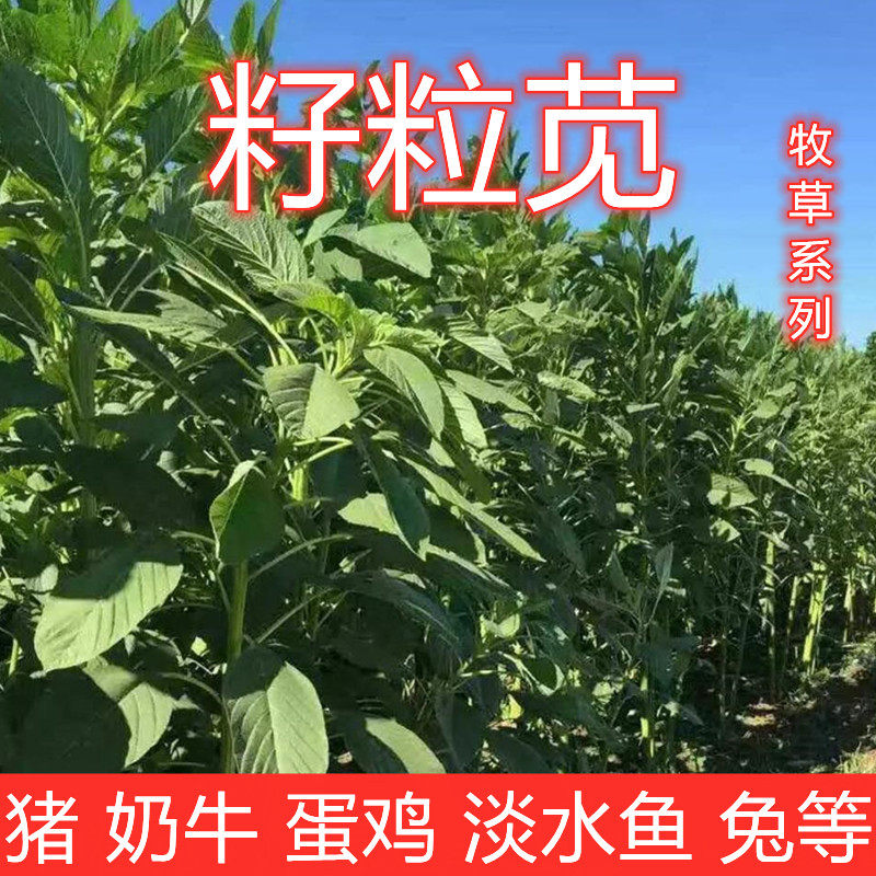 美国籽粒苋种子 进口优质牧草黑千穗谷 高蛋白鸡鸭鹅家禽喜食苋菜